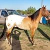 rodeojane